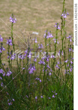 Linaria japonica flowers, May 2026 140240198