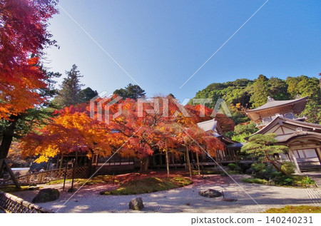 糸島市,雷山仙如寺,秋葉盛開的大楓樹 糸島市,雷山仙如寺,秋葉盛開的大楓樹 140240231