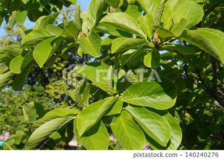 White magnolia fruit - May 2026 White magnolia fruit - May 2026 140240276
