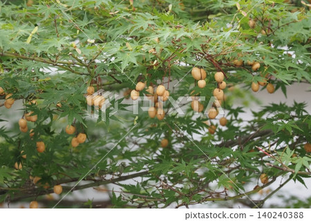 Fruit of autumn leaves 140240388