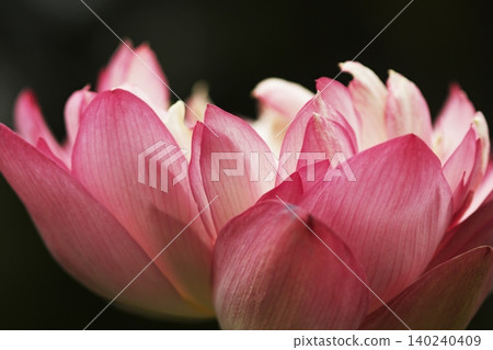 蓮花花心和雄蕊的特寫。 蓮花花心和雄蕊的特寫。 140240409