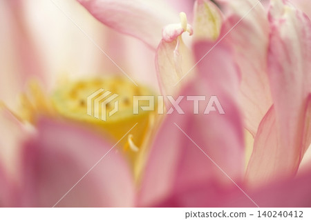 Close-up of the center and stamens of a lotus flower. Close-up of the center and stamens of a lotus flower. 140240412