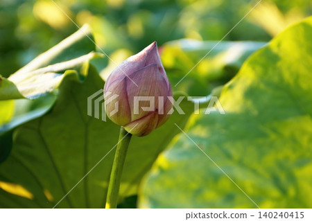 Close-up of the center and stamens of a lotus flower. Close-up of the center and stamens of a lotus flower. 140240415