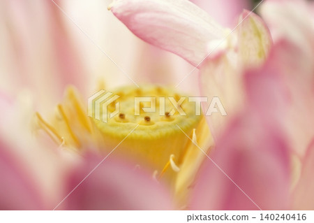 蓮花花心和雄蕊的特寫。 蓮花花心和雄蕊的特寫。 140240416