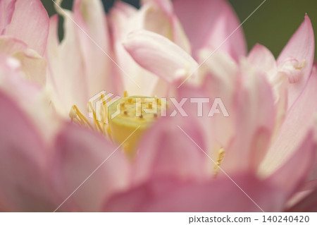Close-up of the center and stamens of a lotus flower. Close-up of the center and stamens of a lotus flower. 140240420