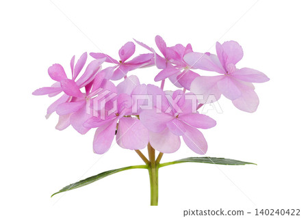 [Hydrangea] (depth synthesis) 140240422