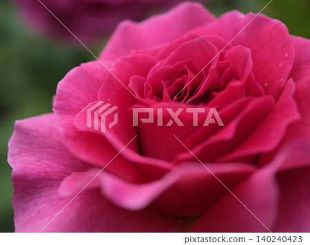 "Gabriel Oak" is a pink rose that bloomed beautifully in May. "Gabriel Oak" is a pink rose that bloomed beautifully in May. 140240423