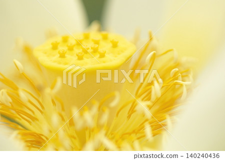 白色蓮花的花心和雄蕊特寫。 白色蓮花的花心和雄蕊特寫。 140240436