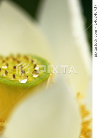 Close-up of the center and stamens of a white lotus flower. Close-up of the center and stamens of a white lotus flower. 140240437