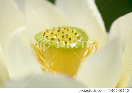 Close-up of the center and stamens of a white lotus flower. Close-up of the center and stamens of a white lotus flower. 140240440