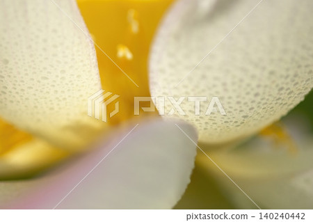 Close-up of the center and stamens of a white lotus flower. Close-up of the center and stamens of a white lotus flower. 140240442
