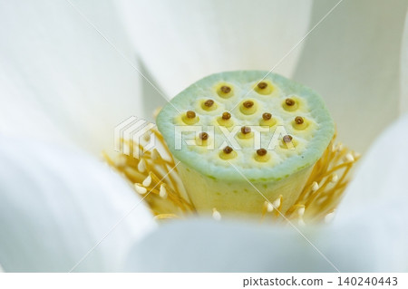 Close-up of the center and stamens of a white lotus flower. Close-up of the center and stamens of a white lotus flower. 140240443