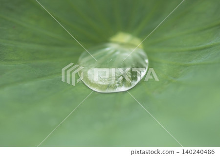A close-up of large water droplets accumulating on a green lotus leaf. A close-up of large water droplets accumulating on a green lotus leaf. 140240486