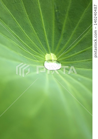 A close-up of large water droplets accumulating on a green lotus leaf. A close-up of large water droplets accumulating on a green lotus leaf. 140240487
