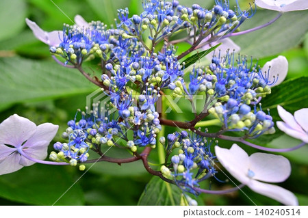 Blue hydrangea 140240514
