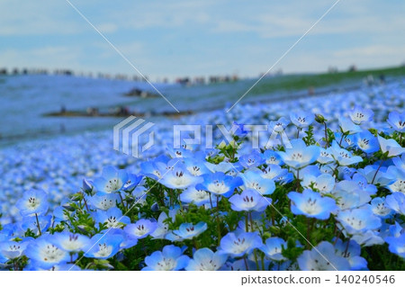 日立海濱公園的Nemophila 日立海濱公園的Nemophila 140240546