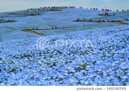 日立海濱公園的Nemophila 日立海濱公園的Nemophila 140240549
