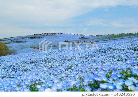 日立海濱公園的Nemophila 日立海濱公園的Nemophila 140240550