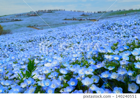 日立海濱公園的Nemophila 日立海濱公園的Nemophila 140240551