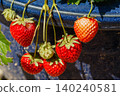 Potted strawberries 140240581