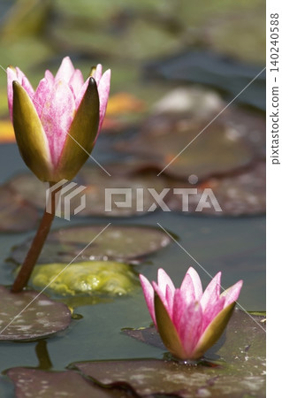 紅睡蓮鮮花盛開在池塘里 140240588