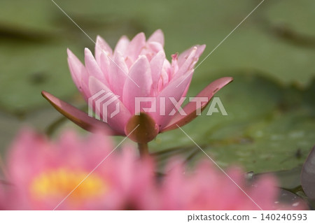 紅睡蓮鮮花盛開在池塘里 140240593