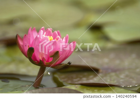 紅睡蓮鮮花盛開在池塘里 140240594