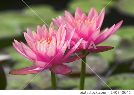 Pink water lilies blooming in the pond 140240645