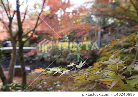 秋日的花園裡點綴著楓葉,營造出柔和的秋日景色。 秋日的花園裡點綴著楓葉,營造出柔和的秋日景色。 140240699