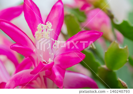 A Christmas cactus in full bloom with pink flowers. 140240793
