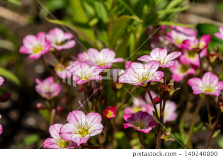 Pink flowers that bloom in the garden in early summer: Saxifraga fortunei Pink flowers that bloom in the garden in early summer: Saxifraga fortunei 140240800