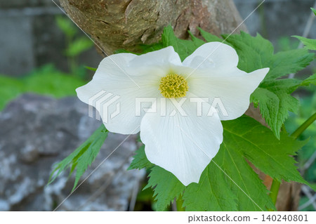 初夏花園裡盛開的白色掌狀藍鐘花(Glaucidium palmatum)。 初夏花園裡盛開的白色掌狀藍鐘花(Glaucidium palmatum)。 140240801