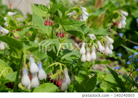 White dwarf comfrey in full bloom White dwarf comfrey in full bloom 140240803