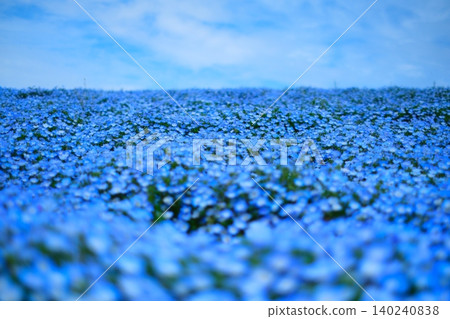 日立海濱公園的Nemophila 140240838