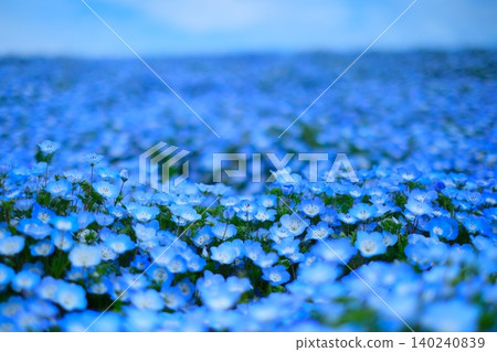 日立海濱公園的Nemophila 日立海濱公園的Nemophila 140240839