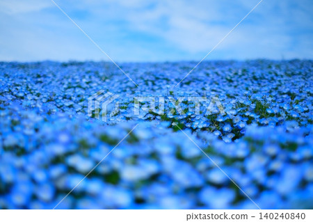 日立海濱公園的Nemophila 日立海濱公園的Nemophila 140240840