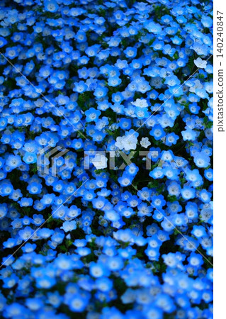 日立海濱公園的Nemophila 日立海濱公園的Nemophila 140240847
