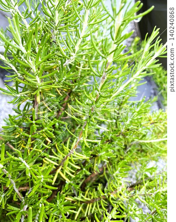 Rosemary 101: A vigorous variety that grows rapidly. 140240868