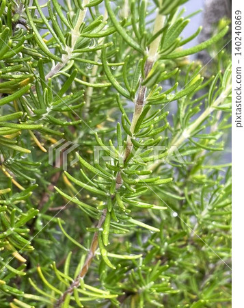 Rosemary 102 - Strong vitality and rapid growth Rosemary 102 - Strong vitality and rapid growth 140240869