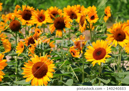 Sunflowering in summer sunflower Sunflowering in summer sunflower 140240883