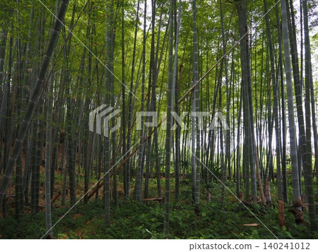  Bamboo grove 140241012