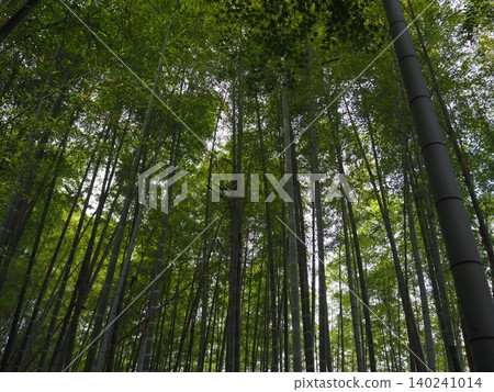  Bamboo grove 140241014