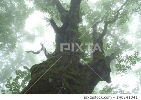 Looking up at the moss-covered giant tree Looking up at the moss-covered giant tree 140241041