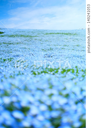 Nemophila of Hitachi Seaside Park Nemophila of Hitachi Seaside Park 140241053