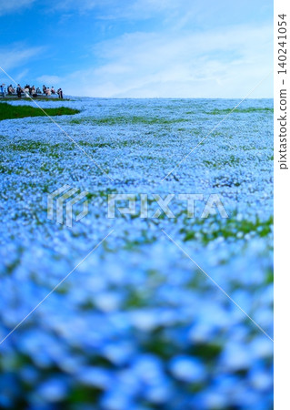 日立海濱公園的Nemophila 日立海濱公園的Nemophila 140241054