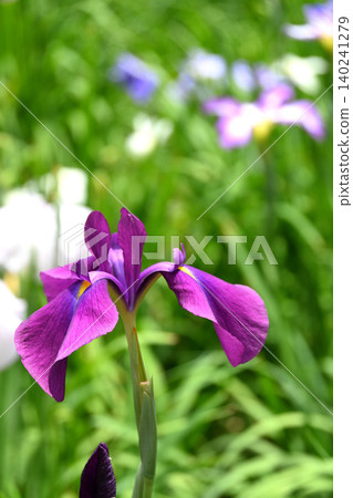 Flowers of irises Flowers of irises 140241279