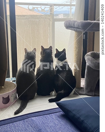 Cats looking out the window 140241409