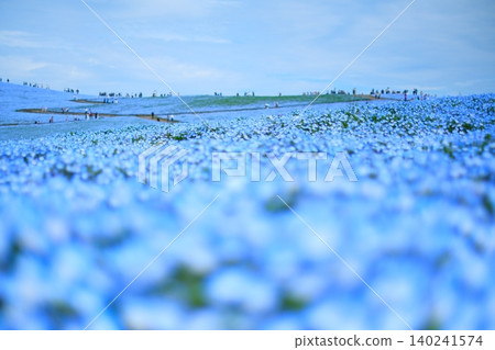 日立海濱公園的Nemophila 日立海濱公園的Nemophila 140241574