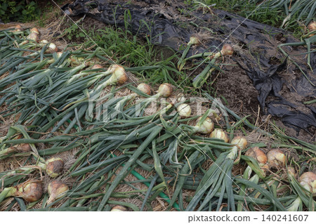 Harvesting late-maturing onion varieties Harvesting late-maturing onion varieties 140241607