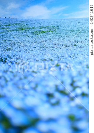 日立海濱公園的Nemophila 日立海濱公園的Nemophila 140241615
